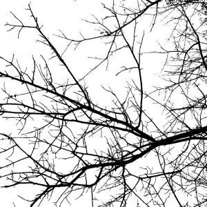branch-black_7980.png