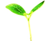 sprout.jpg